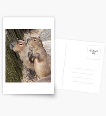 Cute Capys Postcards