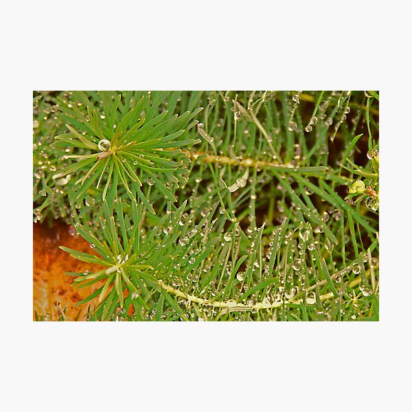 Raindrops held captive by a bush Photographic Print