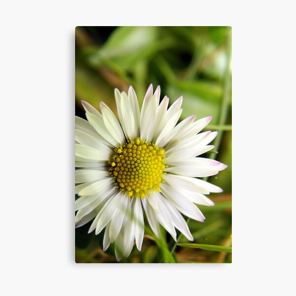 Daisy, Daisy... Canvas Print