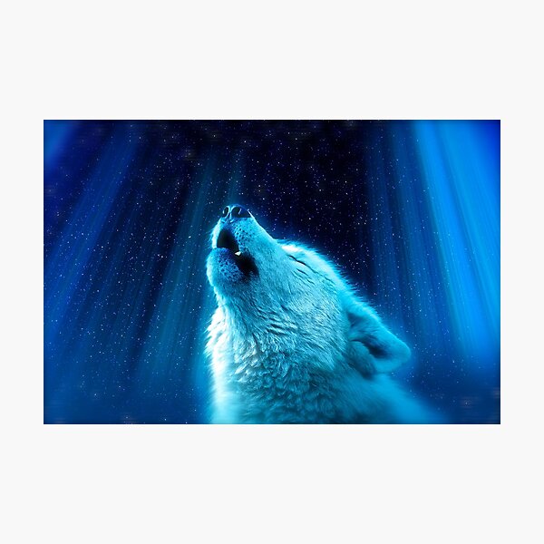 Blue Wolf Howling Photographic Print By Ubumbu Redbubble