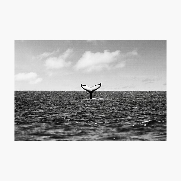 Whale Tail Photographic Print