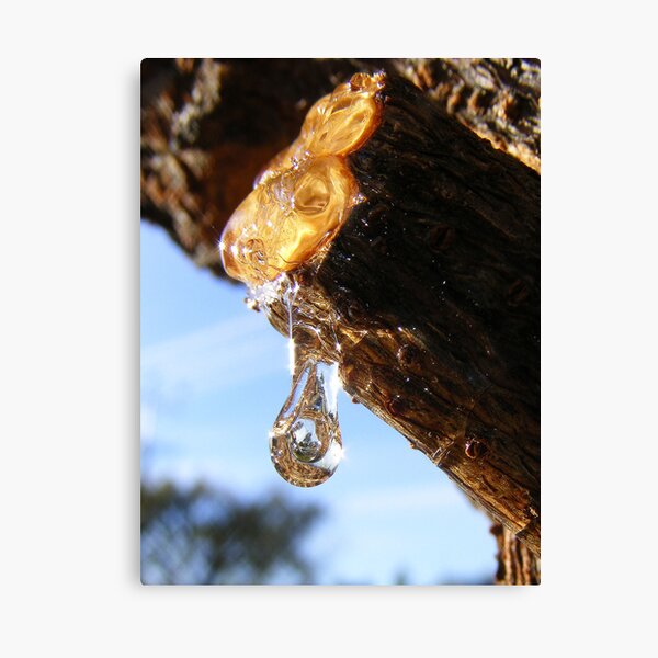 Simple Pleasures Canvas Print
