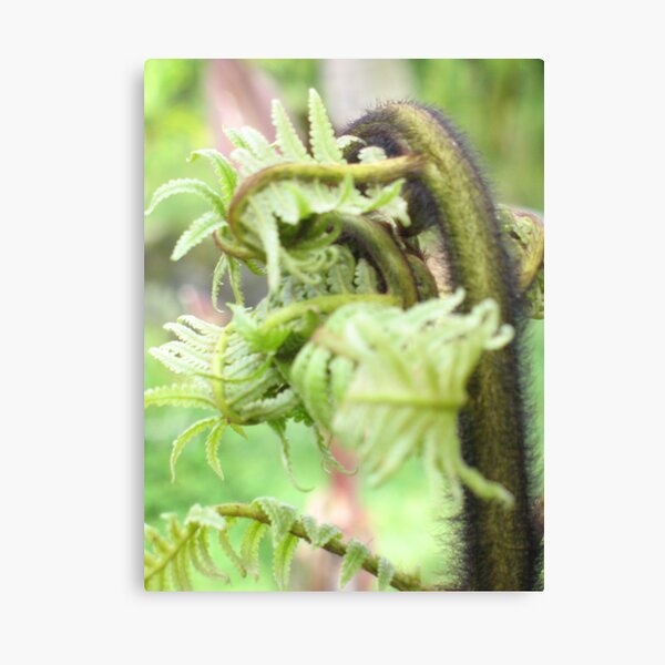 Hapu'u Fiddlehead Canvas Print