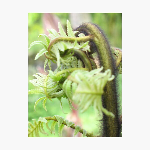 Hapu'u Fiddlehead Photographic Print