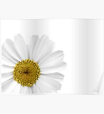 White Daisy on White Poster