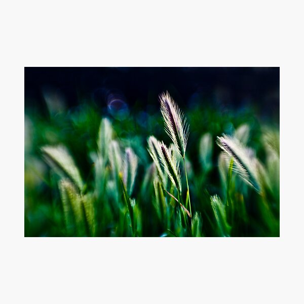 out of blur wheat Photographic Print