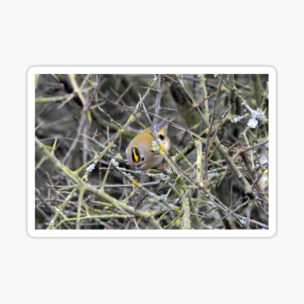 Item preview, GOLDCREST designed and sold by AndyAchilleos.