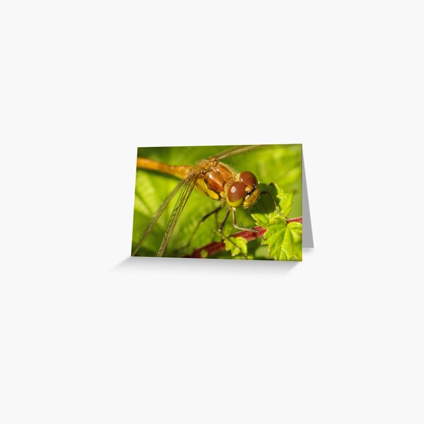 Look into my eyes Greeting Card