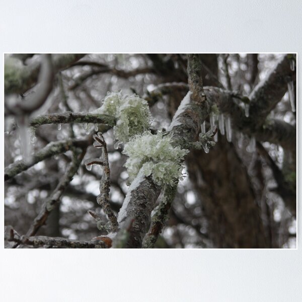 Item preview, Frozen Tree, Wild and Free designed and sold by Totallyalive.