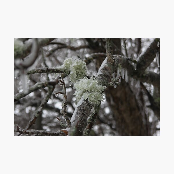 Item preview, Frozen Tree, Wild and Free designed and sold by Totallyalive.