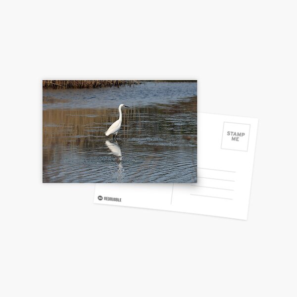 Item preview, LITTLE EGRET designed and sold by AndyAchilleos.