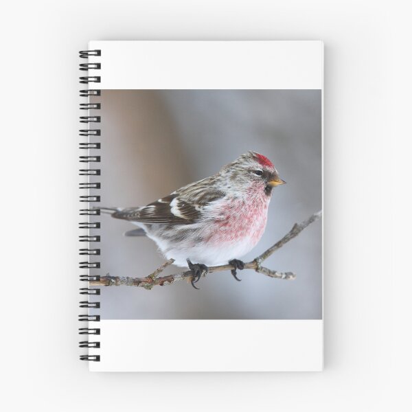 Item preview, Common Redpoll designed and sold by James Cumming.