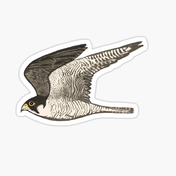 Peregrine Falcon Colored Pencil Art Sticker