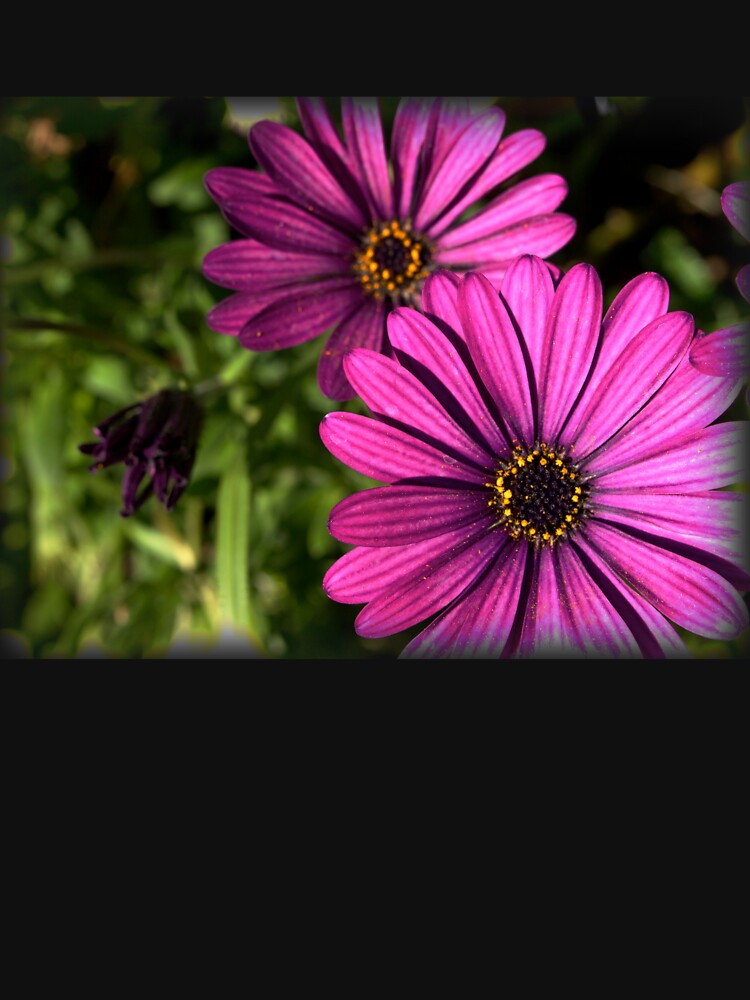 Purple Explosion 2 by douglasewelch