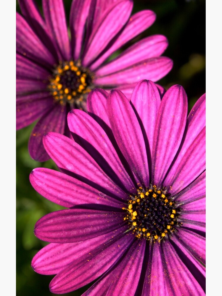 Purple Explosion 2 by douglasewelch