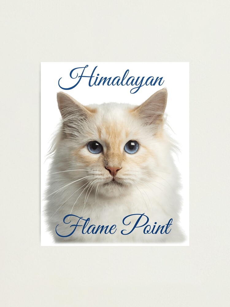 Himalayan Cat Flame Point Photographic Print By Pam069 Redbubble