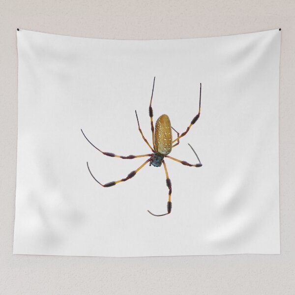 Item preview, Golden Silk (Banana) Spider isolated on white background designed and sold by svetlanna.