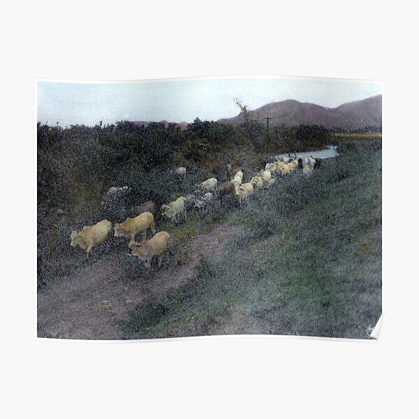 Painted Cattle Mexico Poster