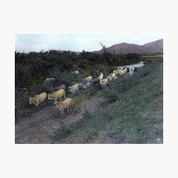 Painted Cattle Mexico Photographic Print