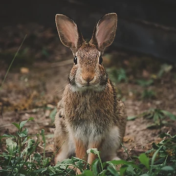 Imagen de la obra Peter Rabbit de dev11588