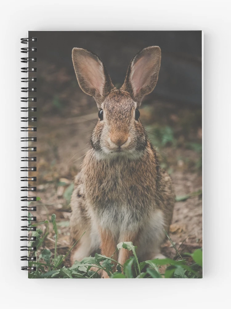 Thumbnail 1 of 3, Journal, Peter Rabbit designed and sold by dev11588.