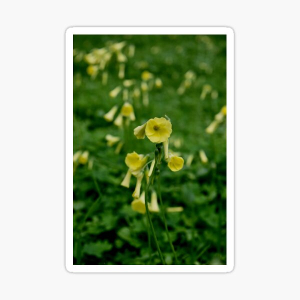 Spring Sour Grass Sticker