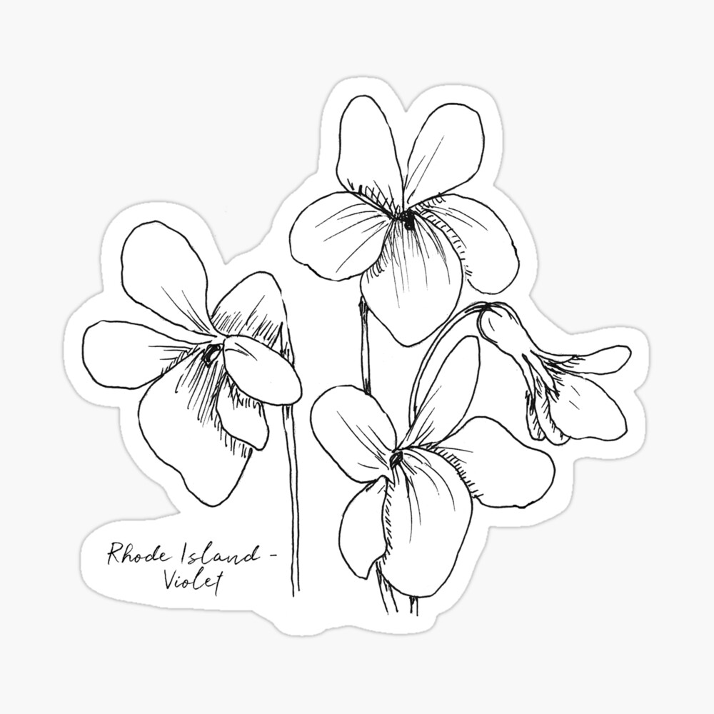 Rhode Island Violet State Flower Drawing Giclee Print