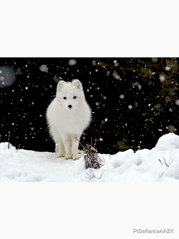 fjallraven arctic fox t shirt