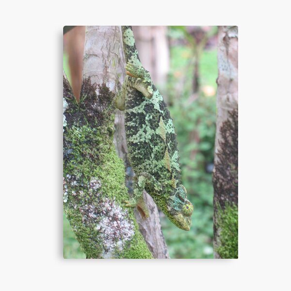 Natural Camouflage: Up Close with Jackson Canvas Print