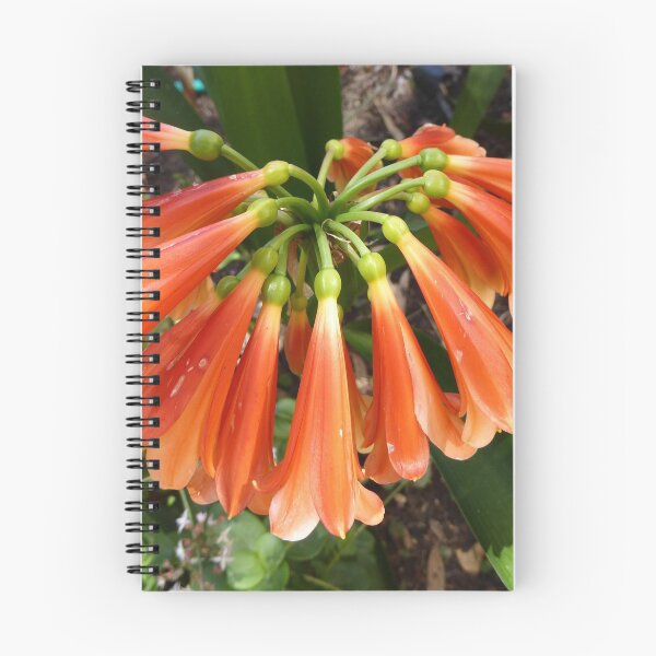Item preview, Clivea Plant in new Garden, Tea Tree Gully. Sth. Australia.  designed and sold by RitaBlom.