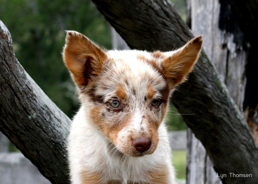 "Calipso the koolie pup" by Lyn Thomsen | Redbubble