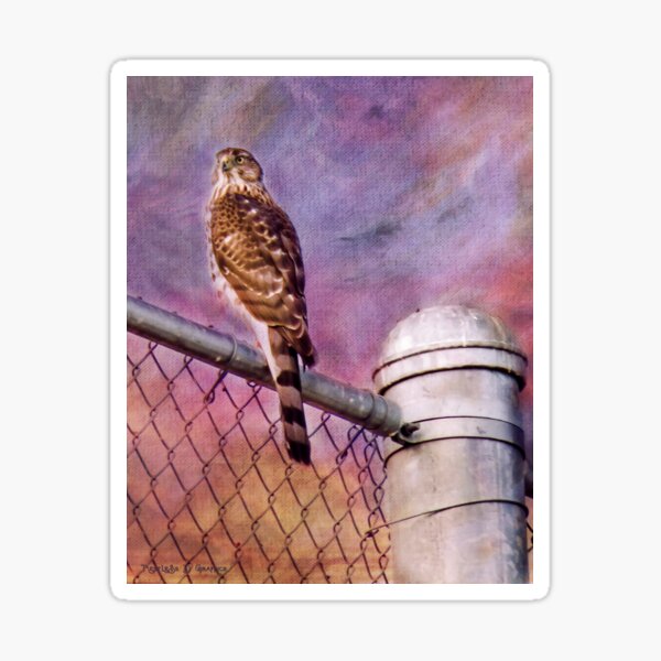 I'm Keeping my Eyes on You Sticker