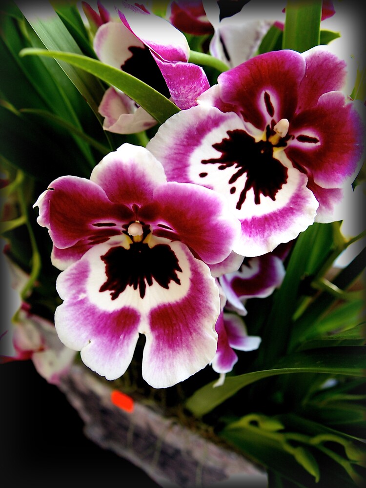 Orchids by douglasewelch