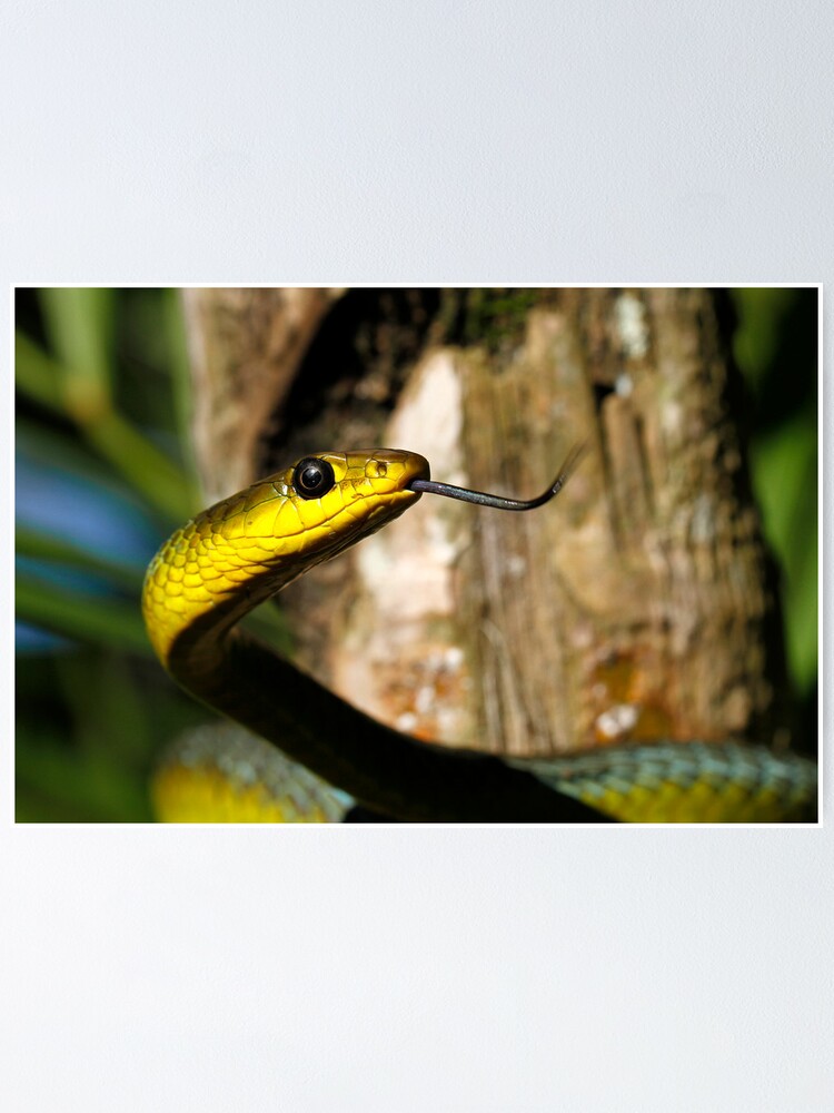 Australian Green Tree Snake Dendrelaphis Punctulata Poster By