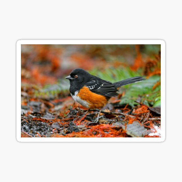 Spotted Towhee Sparrow Songbird in the Autumn Leaf Litter Sticker