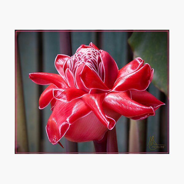 Torch Ginger Photographic Print