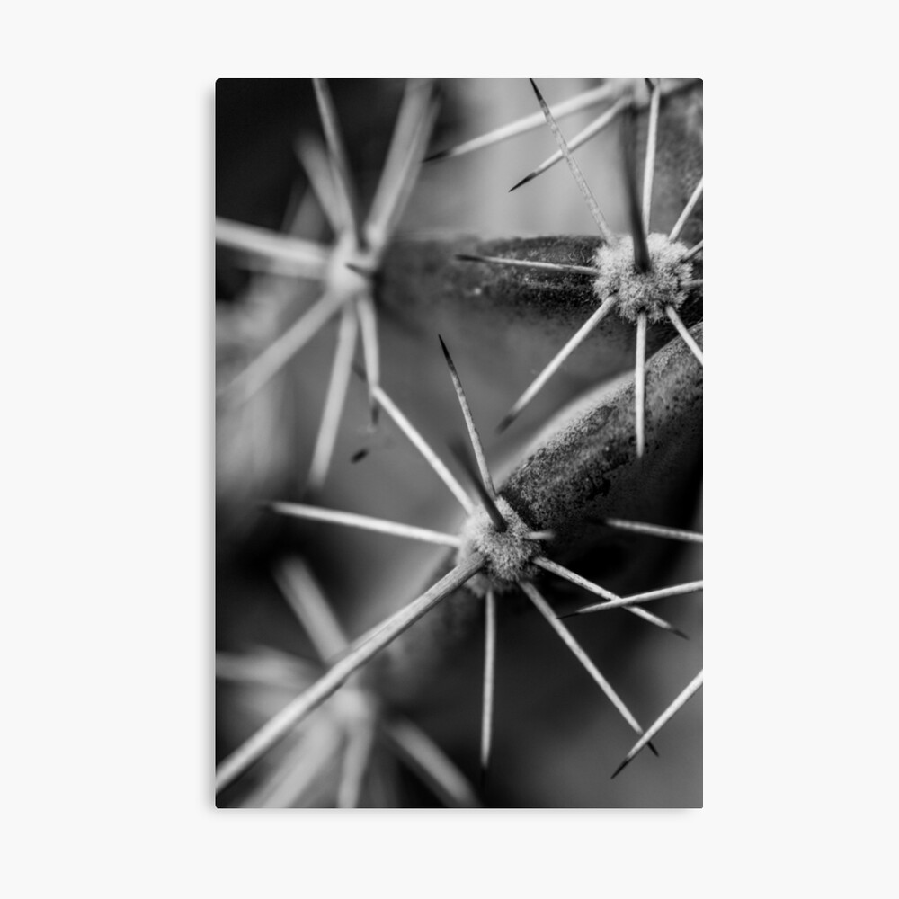 Patterns In Nature Black And White Photo Series Cacti Up Close And Personal Art Board Print By Bigfootbeauty Redbubble