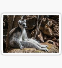 Lemur Meditation Sonnenbad Sticker