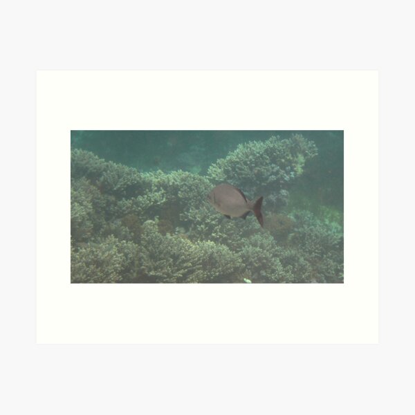 Fish on the Coral Reef Art Print
