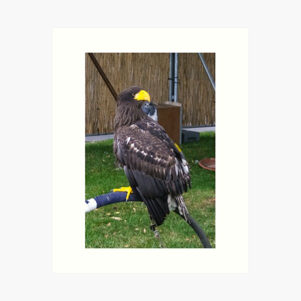Item preview, Majestic Bird of Prey by Patjila Photography designed and sold by patjila.