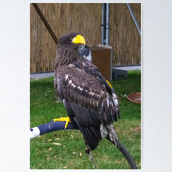 Item preview, Majestic Bird of Prey by Patjila Photography designed and sold by patjila.