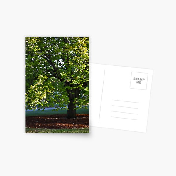Elm Tree Postcard