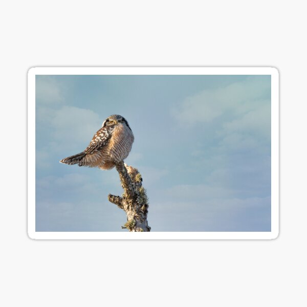 Northern Hawk Owl Sticker