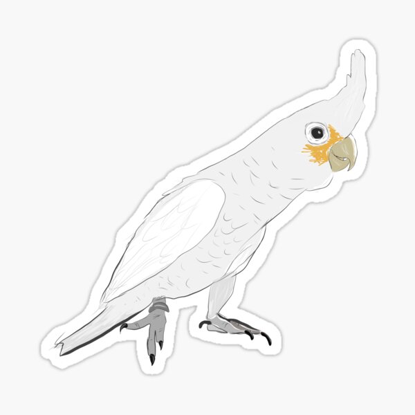 Aperçu de l'œuvre Goffin Cacatoès créée et vendue par tobythecockatoo.
