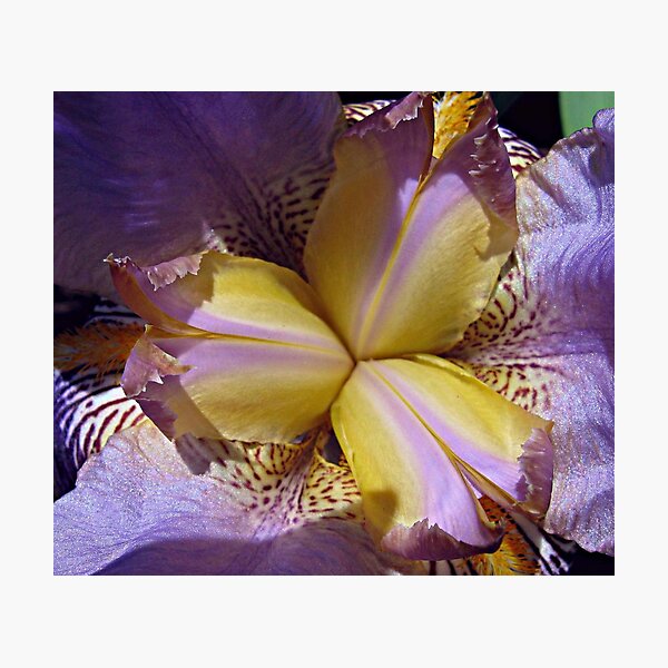Item preview, Grand River Iris designed and sold by Monnie Ryan.