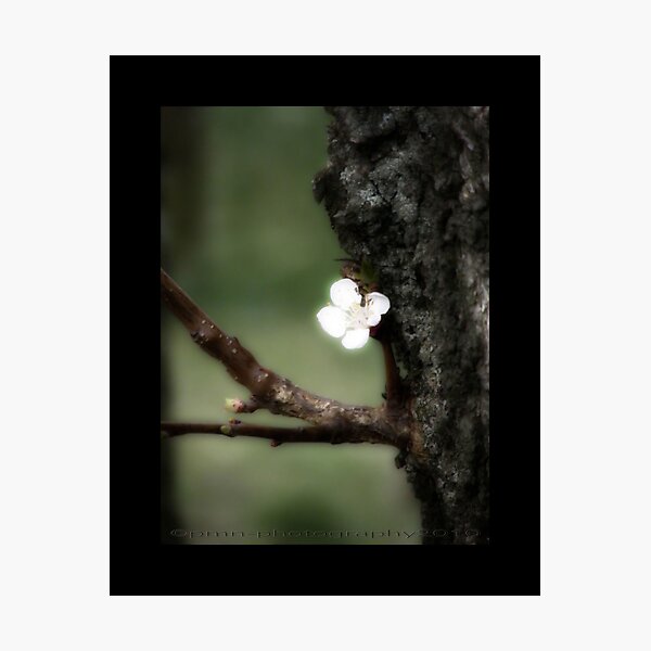 Out Of The Dark Photographic Print