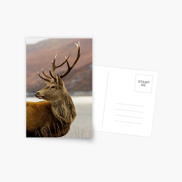 Item preview,  Autumnal Stag designed and sold by derekbeattie.