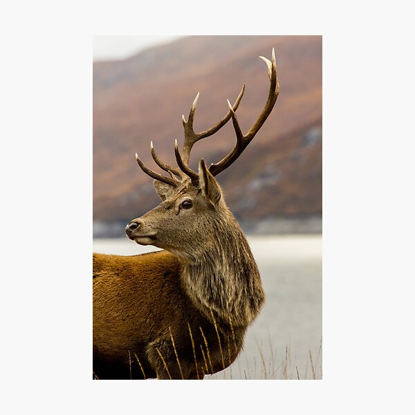 Autumnal Stag Photographic Print