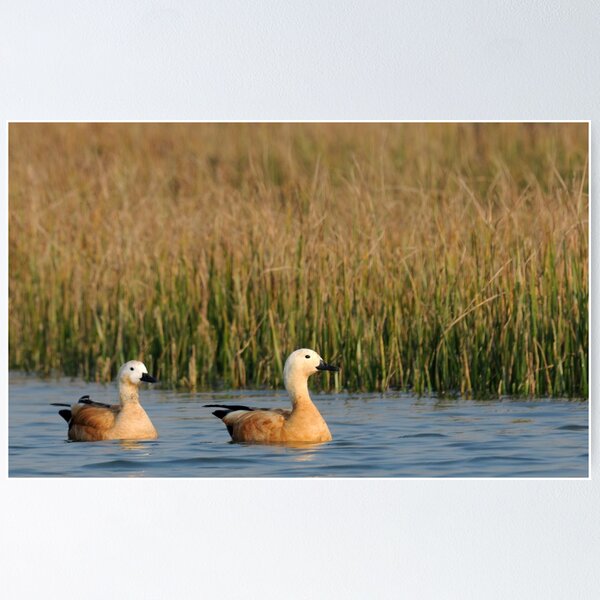 Item preview, RUDY SHELL DUCKS designed and sold by Dr. Pankaj Kumar.