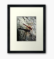Dragonfly Framed Print